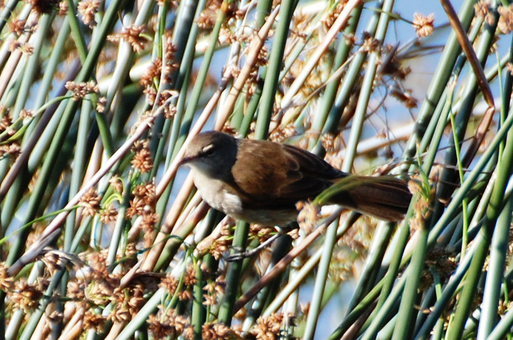 Tanzania - uccello palustre: Acrocephalus gracilirostris